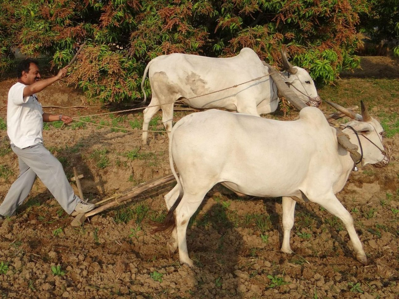 Bull farm at sunrise with grazing herd