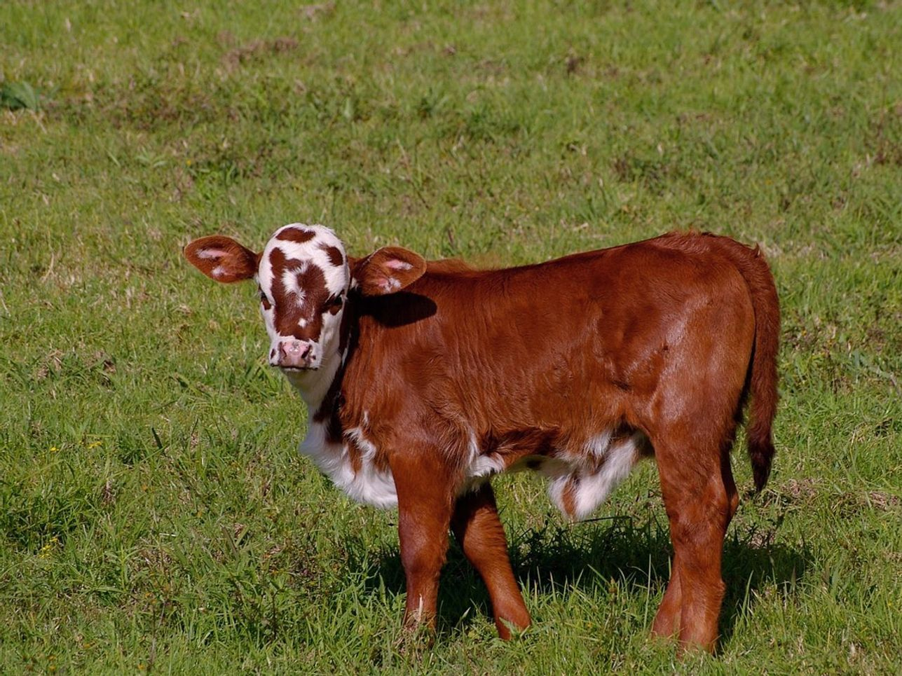 Grassland pasture beneath rolling hills