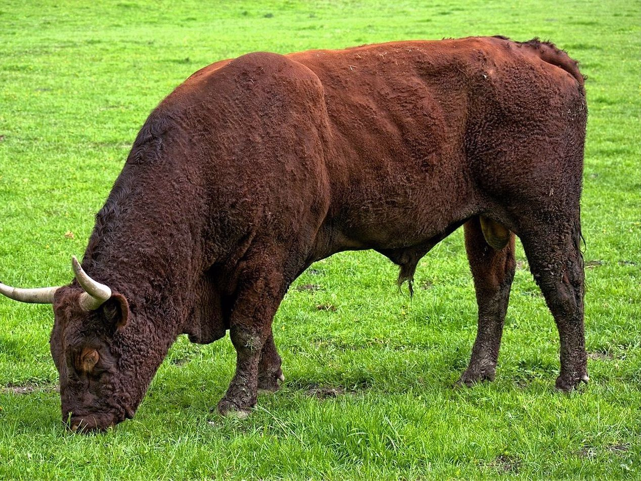 Prized breeding bulls in nature reserves
